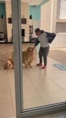 Golden Retriever Tugs on Woman's Clothes To Get Her Attention