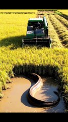 Wow amazing harvester vs Eelfish