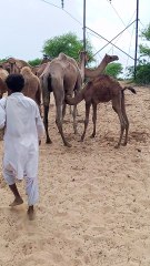 Camel Journey desert real life🐫🐫🐫