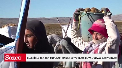 Elleriyle tek tek toplayıp hasat ediyorlar: Çuval çuval satıyorlar