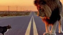 Lion and Cat Like Friend