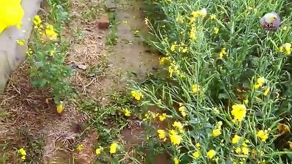 Kitna kharch aaya form banane mein | poultry farming business plan | farming