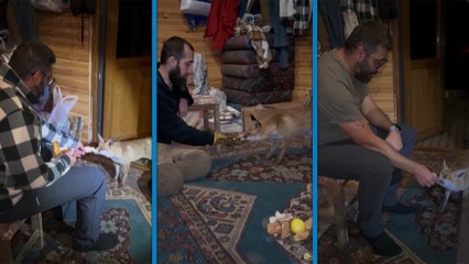 ‘Tilko’ ismini verdiği tilkiyi elleriyle besliyor