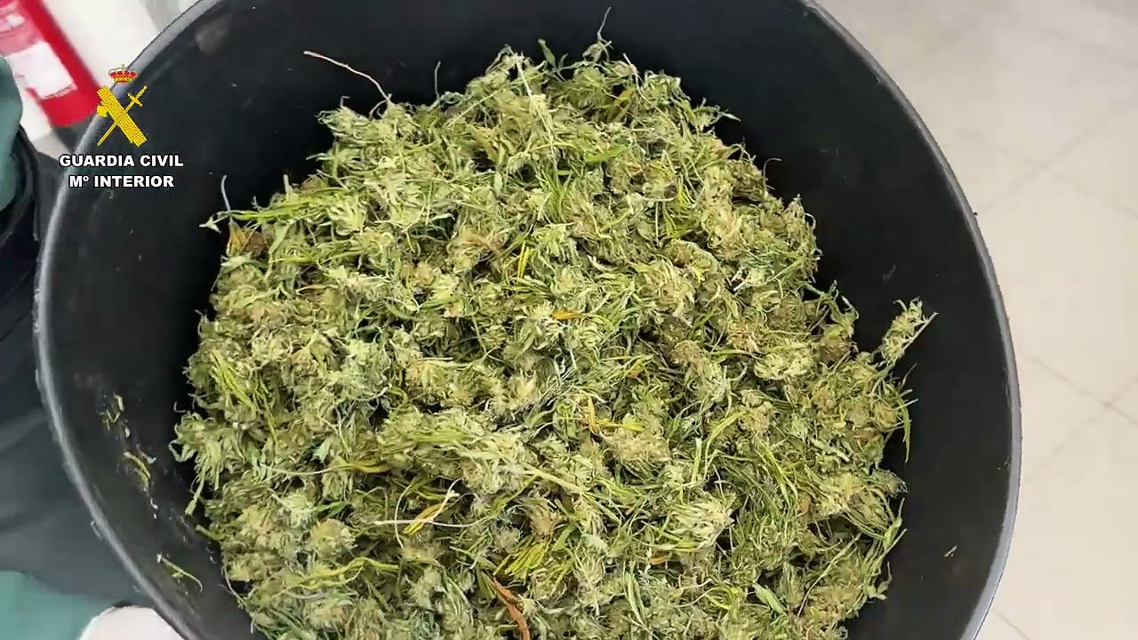 Investigado un hombre por tener una plantación de marihuana