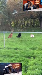 Chimp and dog podcast