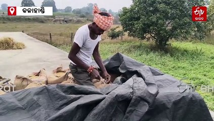 ଧାନମଣ୍ଡି ନଖୋଲିବାରୁ ଚିନ୍ତାରେ ଚାଷୀ, ଖଳାରେ ପଡ଼ିଛି ଧାନ