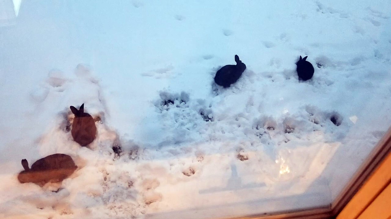 Synchronized bunny nibbles in the snow. | #SparklegleamFarm #Bunny #homestead #rabbit #farmanimals #cute