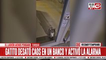 Gatito entrometido ingresó a un banco y desató un impresionante operativo policial