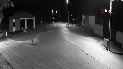 Kurt Sürüsü Şehre İndi, Eşeği Parçaladı!