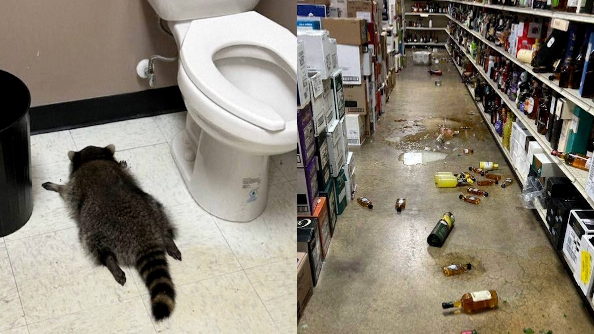 Un ins�lito allanamiento ocurri� la madrugada del s�bado en una licorer�a ubicada en el �rea de Ashland, Virginia. El "ladr�n enmascarado" irrumpi� en el establecimiento cerrado y asalt� el estante inferior, el cual almacenaba whisky escoc�s. El sospechoso, calificado como una "amenaza nocturna", rompi� varias botellas, provoc� el colapso de una placa del techo y dej� un charco de alcohol en el suelo.