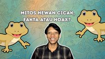 Bukti Ilmiah Ungkap Cicak Bukan Beracun atau Pembawa Sial-Serius Ini Hewan?
