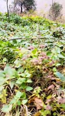 Beautiful View Of Forest Rest House