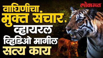 सोशल मीडियावर व्हायरल झालेल्या व्हिडिओतील ती वाघीण खरंच 'तारा' आहे का?