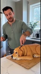 Pets run away when they see pet cake—an instinctive reaction! 😂🎂🐱