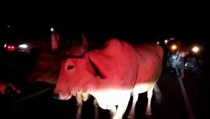 Furtos de gado: trio é preso suspeito de integrar quadrilha especializada