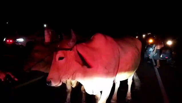 Furtos de gado: trio é preso suspeito de integrar quadrilha especializada