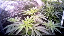 Barney’s Mimosa EVO Strain – Growing Time-Lapse Overview