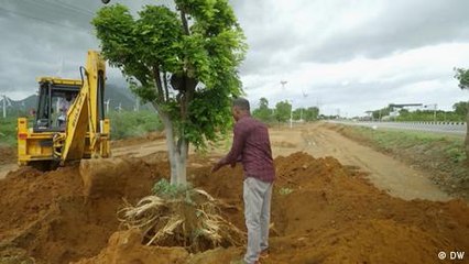 Wie in Indien alte Bäume vor dem Straßenbau gerettet werden