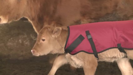 [녹색] 농진청 "겨울철 가축 질병 방역 강화...화재도 대비해야" / YTN