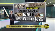 粗羊毛难入纺织厂   企业赋新生命变身农业新利器