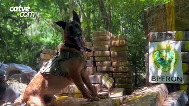 Apreensão de 1,5 tonelada de maconha escondida em mata em Santa Helena