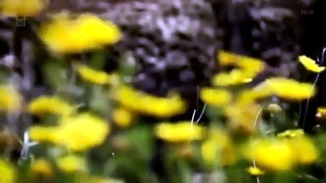 Warrior Graveyard Ghosts of the Crusades (National Geographic Documentary)