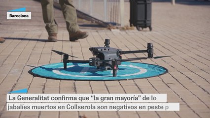 La Generalitat asegura que “la gran mayoría” de los jabalíes muertos en Collserola son negativos en peste porcina