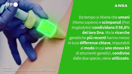 Ansa VERIFIED - Umani e scimpanze' condividono davvero quasi il 99% del loro Dna?