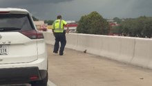 Ducklings get stranded on Houston highway as a storm approaches and mom flies away