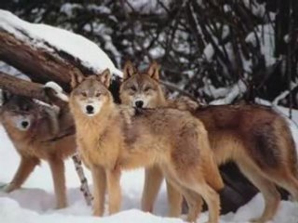 loup