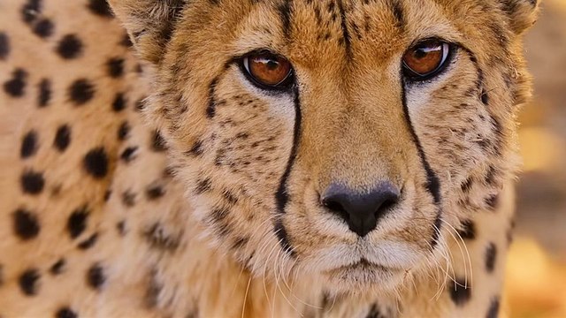 Born to be Wild - saison 1 Bande-annonce VO