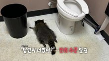 "술이 원수지"...변기 옆 '만취' 라쿤 발견 [앵커리포트] / YTN