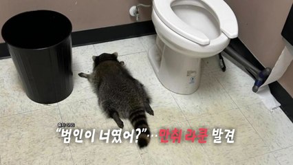 "술이 원수지"...변기 옆 '만취' 라쿤 발견 [앵커리포트] / YTN
