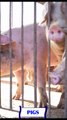Pigs – The Smart and Social Farm Companions 🐖🌾
