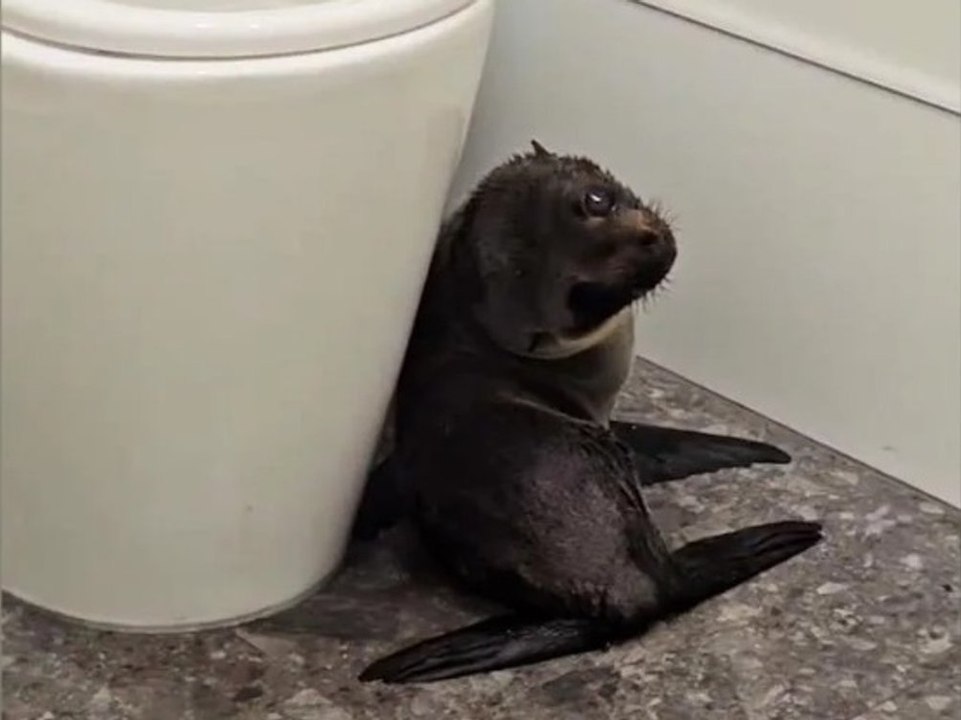 Überraschungsbesuch: robben-welpe watschelt ins pub