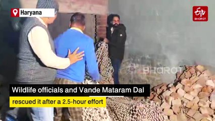 Sambar Deer Sparks Panic After Entering House In Ambala