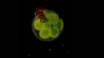 Small World in Motion de Nikon - 4th Penny Fenton