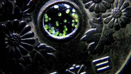 Small World in Motion de Nikon - 2nd Benedikt Pleyer