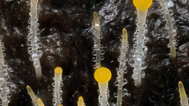 Video by Wim van Egmond, Nikon Small World