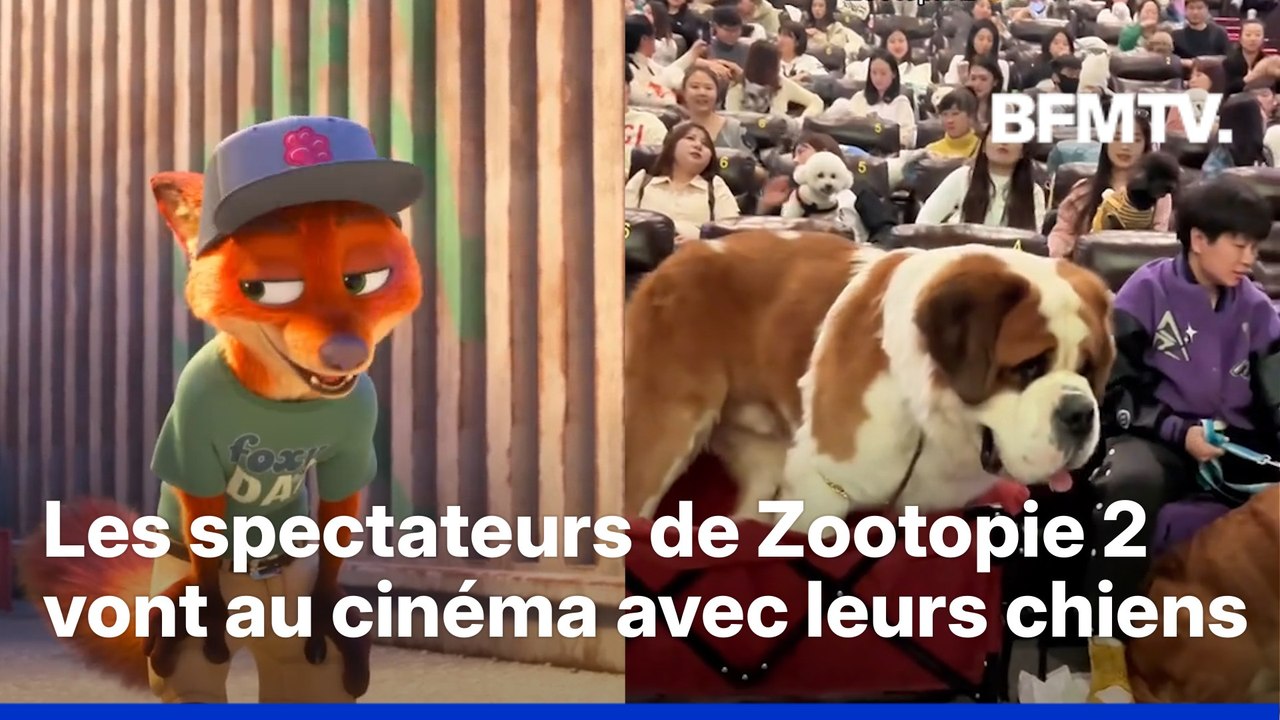 En Chine, les spectateurs de Zootopie 2 amènent leur chiens au cinéma