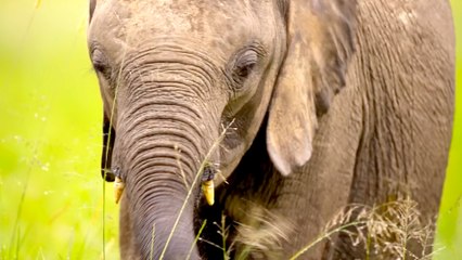 Official Trailer for Born to Be Wild — Six Little Lives, One Wild Destiny