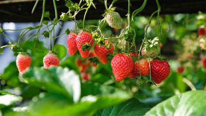 10 Strawberry Growing Mistakes That Will Harm Your Crop