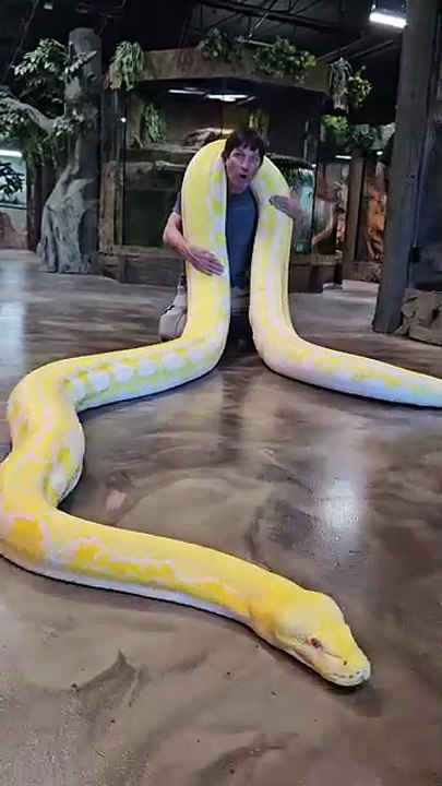 World largest Snake