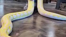 World largest Snake