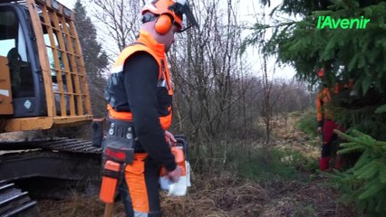 Le sapin de Noël qui ornera le palais royal a été coupé à Malmedy, avec l’aide de l’IPEA La Reid