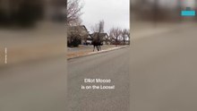 Moose Caught Wandering Downtown