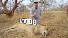 I Saved 1,000 Animals From Dying - MrBeast
