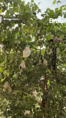 Tree littered with diapers