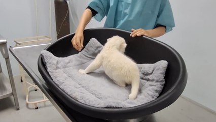 La pareja de leones albinos que han nacido en un zoo de Venezuela