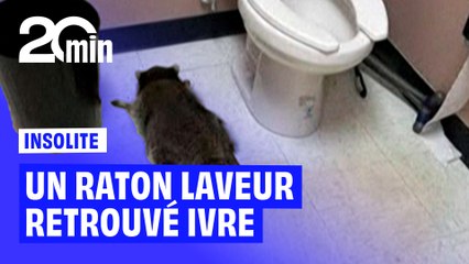 États-Unis : un raton laveur retrouvé complètement ivre dans les toilettes d'une épicerie